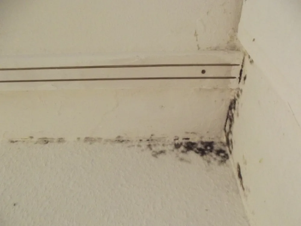Technician in protective gear removing a mold-damaged wall in a Sainte Genevieve home